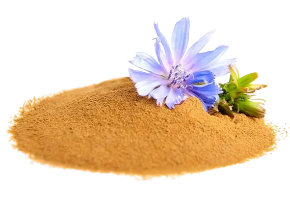 Chicory Powder